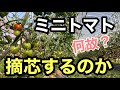 【ミニトマトの摘芯】何故するのか？解説実演します