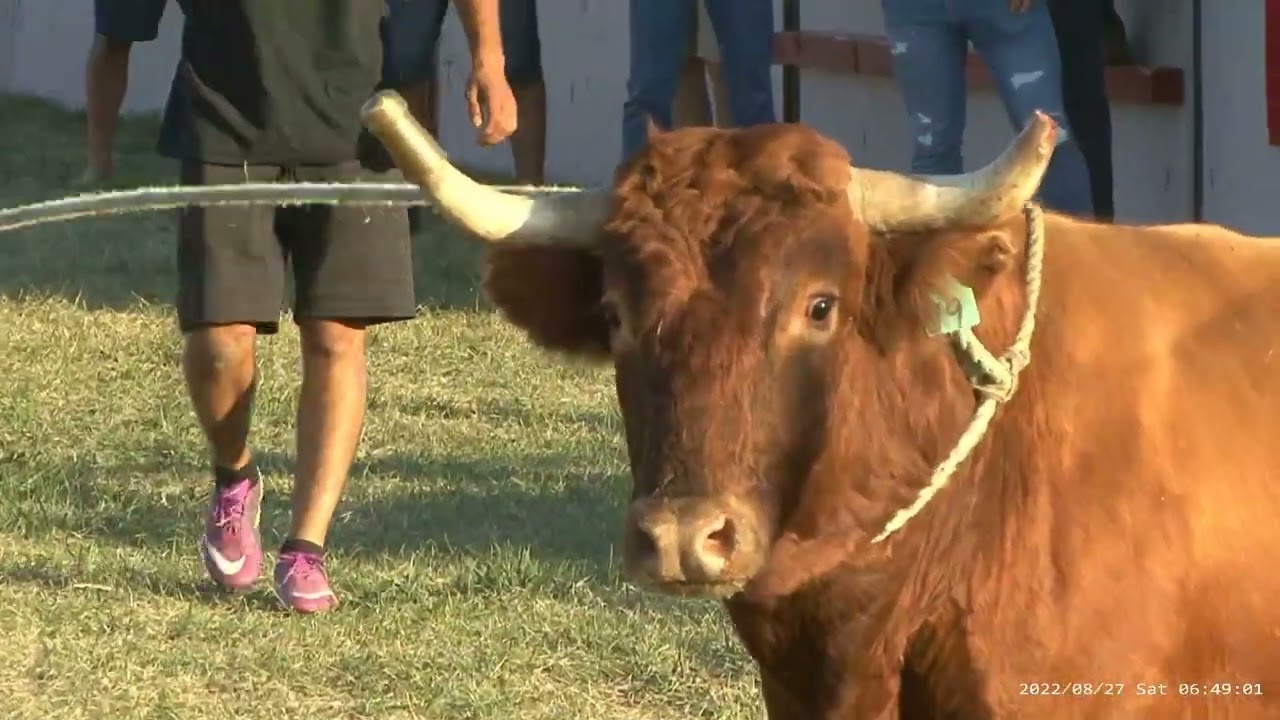 Tourada Ganadaria Canadiana 27-08-2022
