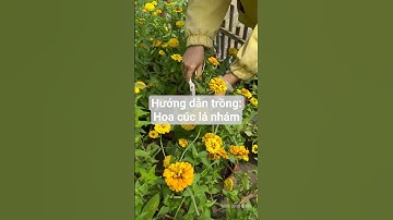 Hướng dẫn trồng: Hoa Cúc Lá Nhám Vàng nhanh cho hoa #hatgiongrangdong #rangdongseeds