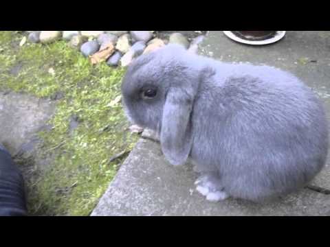 blue lop bunny