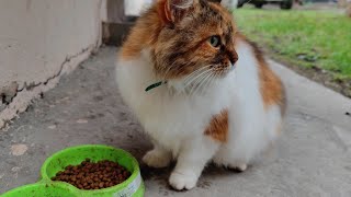 A cute calico cat comes up to me and asks for food