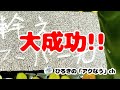 【メダカ】幹之スーパー光!!リベンジから２カ月！繁殖に大成功!!稚魚も育ってます。