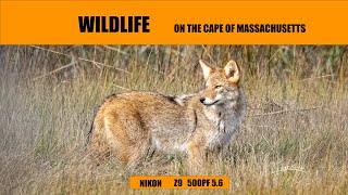 Cape Cod's Hidden Wildlife Wonders