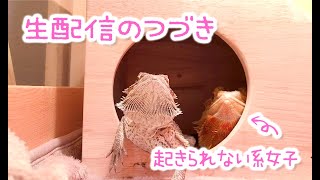 【生配信その後】起きられない系女子おちょこさん☆フトアゴヒゲトカゲ Beardeddragon