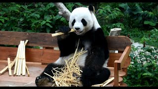 马来西亚国家动物园看大熊猫 Pandas @ Zoo Negara