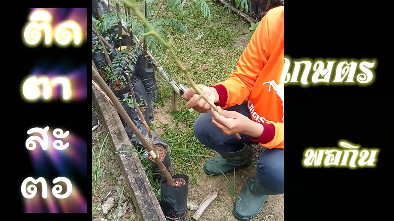 ติดตาสะตอ สไตล์ชาวเกษตร