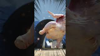 Hot steppin to the MAX! #dance #joy #turkey #chicken
I am the creator of the Twurkey. It has been bringing joy to the world since 2016!
Thank you all for the support!!! Hot steppin to the MAX! #dance #joy #turkey #chicken