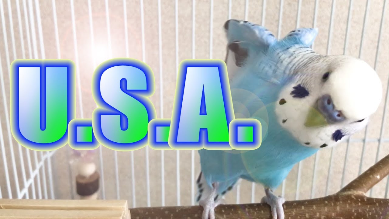 インコが歌ってみた Da Pump U S A Budgie Tries To Sing Da Pump Usa Youtube