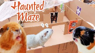 Guinea Pig Lost In Haunted Maze | Can My Guinea Pigs Exit This Maze?