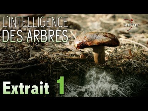 L'Intelligence des Arbres // Extrait 01 // VF