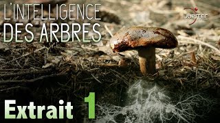 L'Intelligence des Arbres // Extrait 01 // VF