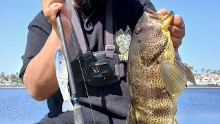 FISHING GLIDE BAITS FOR MONSTER SPOTTED BAY BASS (local DFG & Fish Survey pay me a visit) by Fishing with Stingray Drew 1,472 views 2 weeks ago 17 minutes