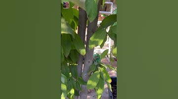 🤩 Cây mãng cầu Úc 2 nhiều trái to 👍