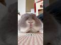 すぐに疲れる里親うさぎはこちらです #shorts #rabbit #うさぎ