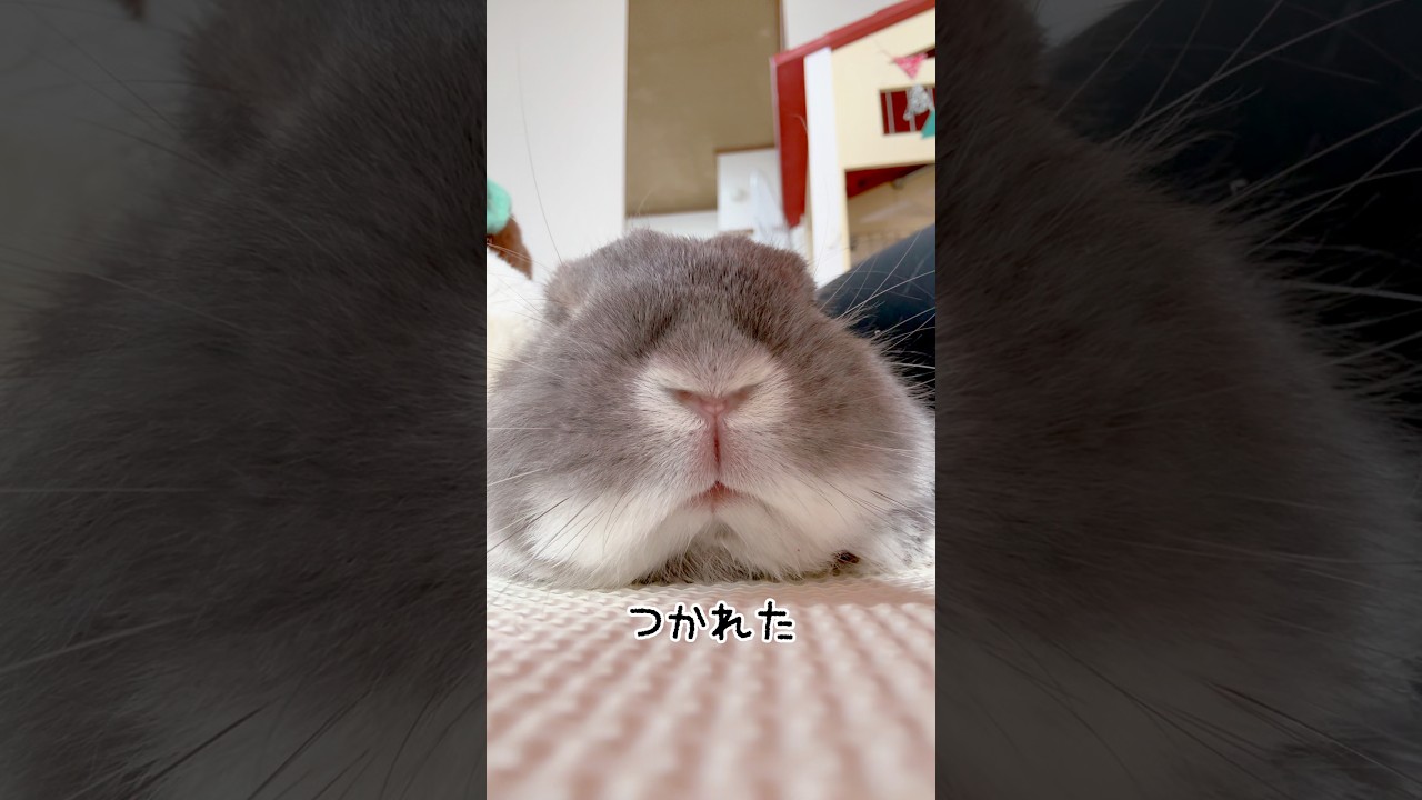 すぐに疲れる里親うさぎはこちらです #shorts #rabbit #うさぎ