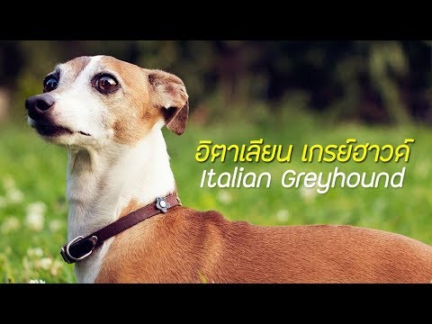 วีดีโอ: สุนัขเกรย์ฮาวด์อิตาลี: ลักษณะพันธุ์