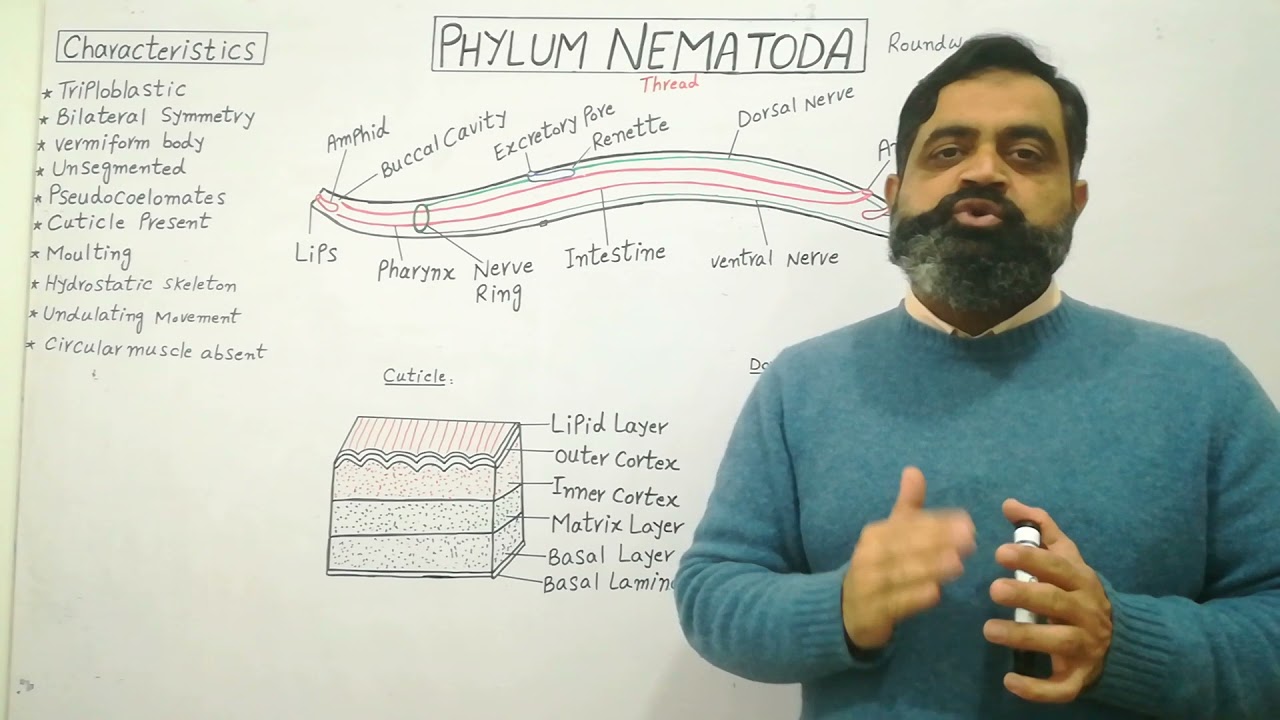 Phylum Nematoda Urdu /Hindi medium 