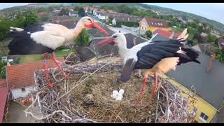 Ságvár, HU    NEST DEFENCE again !!  against a flock of storks       2024.05.03.