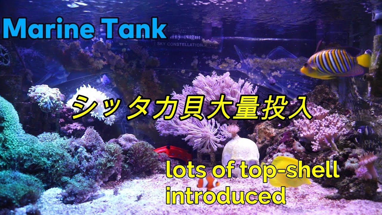 海水魚46 シッタカ貝の苔取り能力を検証 Youtube