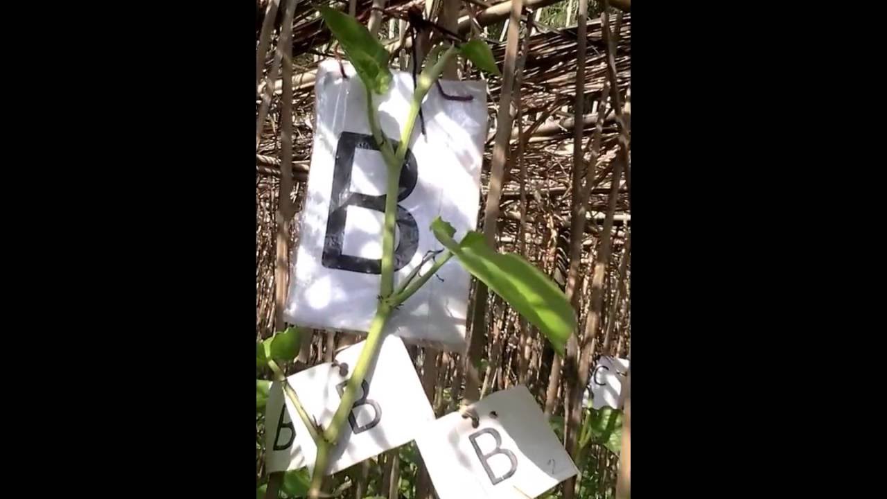 Effect of bio-materials on Piper betel vine