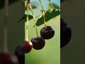 From Kool-Aid to Melatonin: The Real Cherry Story #fruit #ultrau #CherryFacts #FoodAsMedicine