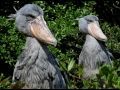 The Majestic Shoebill