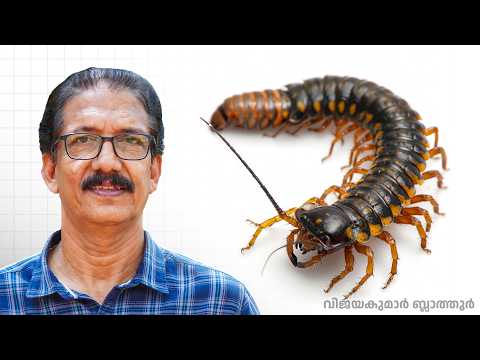 പഴുതാര കടിച്ചാൽ മരിക്കുമോ? Centipedes - Nature's Miniature Hunters #science #vijayakumarblathur