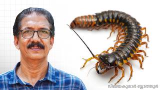 Download Lagu പഴുതാര കടിച്ചാൽ മരിക്കുമോ? Centipedes - Nature's Miniature Hunters #science #vijayakumarblathur Download Lagu പഴുതാര കടിച്ചാൽ മരിക്കുമോ? Centipedes - Nature's Miniature Hunters #science #vijayakumarblathur