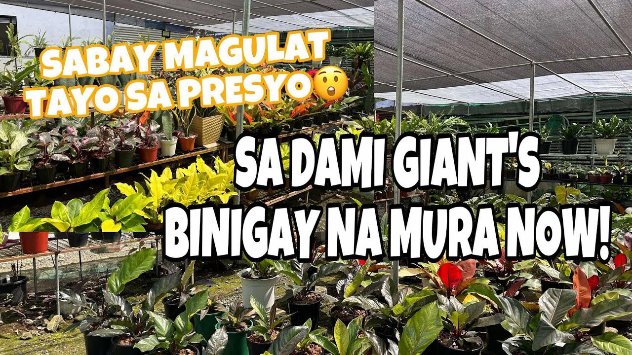 MAGBABALIK GIANTS PLANTS BINIGAY NA MURA!