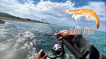 Câu cá ghềnh đá bằng mồi tôm sống cực nhạy cá | beach fishing