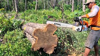 The most powerfull chainsaw in the world STIHL MS 881  cut dry teak trees