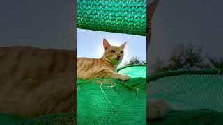 Download Lagu A study in sunbeams 😻 MP3