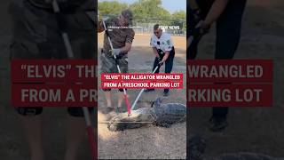 This 9-foot gator named Elvis was captured outside a preschool in Florida 🐊 #shorts #news #us