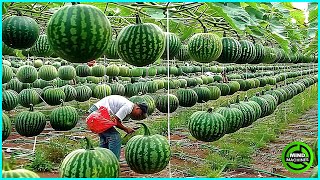 : The Most Modern Agriculture Machines That Are At Another Level,How To Harvest Watermelons In Farm19