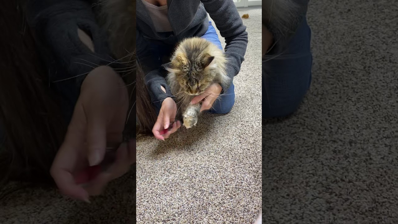 How to TRIM cat nails, Clipping cats nails, Maine coon nail trimming