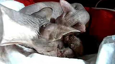 Watch the video about Birth of Don Sphynx Kitten