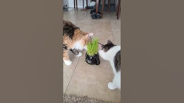 Athena tried to claim it for herself 😹😻😹 #catnip #catlovers #mainecoon #cat #funnycats