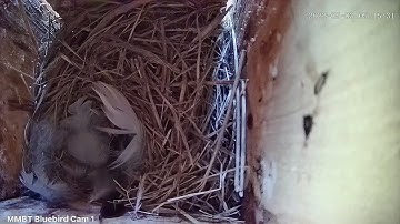 Tree Swallow Nest Building.