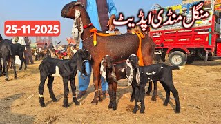 Live Update Sahiwal Bakra Mandi Today Top Class Beetal Goats And Breeder Goat Baby