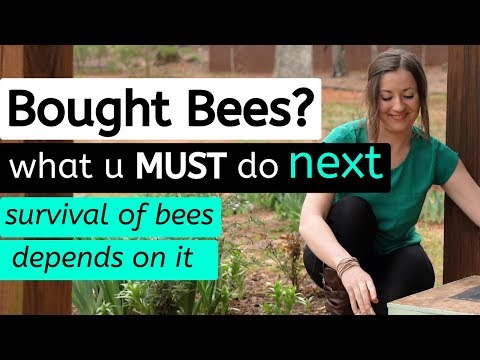 Video: Hoe Een Bijenkorf Te Kopen?
