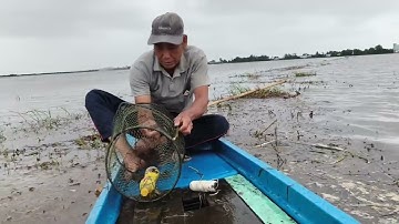 Thăm Lờ Mùa Nước Nổi Trúng Mánh Bầy Cá Lóc Năm Kéo Vui Mừng Không Tưởng 