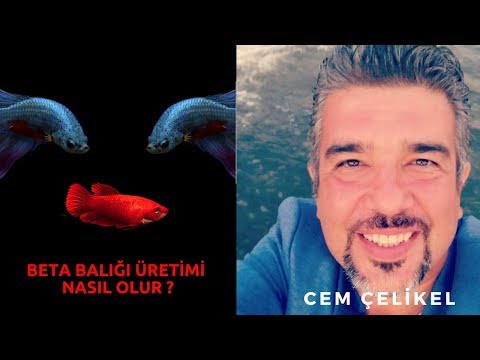 Video: Betta Balık Temelleri