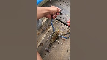 Câu cá dính tôm càng xanh