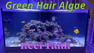Green Hair Algae issues! by Aquarium Service Tech 1,886 views 1 month ago 11 minutes, 18 seconds