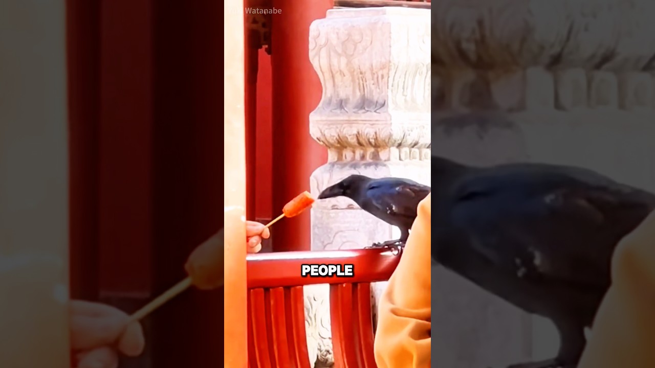 Не кормите ворон без разбора 