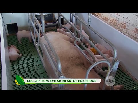 Collar para evitar infartos en cerdos: así funciona esta novedosa técnica - La Finca de Hoy
