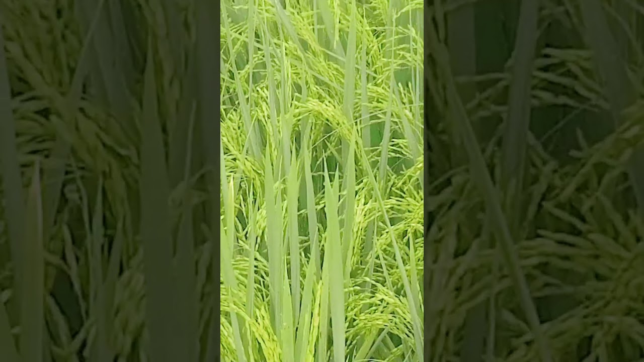 நேரடி நெல் விதைப்பு விசைத்தெளிப்பான் மூலம் விதைக்கப்பட்டது ஏடிடி 42 நெல் ரகம் 