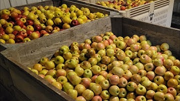 *Full Process* Apple Cider Vinegar Part 1