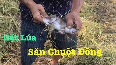 Bắt Chuột Mùa Gặt Lúa Chín Miền Tây Vui Còn Gì Bằng?  / Catch The Mouse