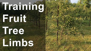 Training Fruit Tree Limbs and Crotch Angles